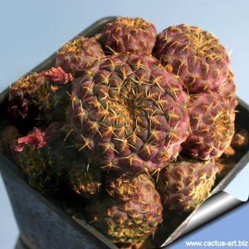 865 cactus-art Cactus Art